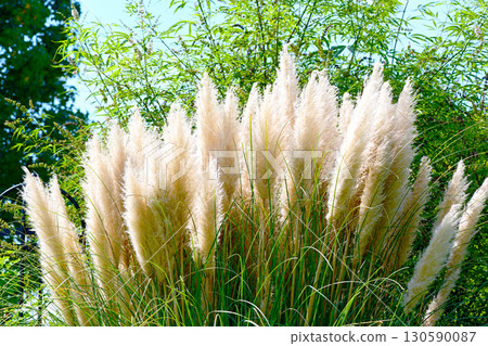 Pampas grass with beautiful flower spikes Pampas grass with beautiful flower spikes 130590087