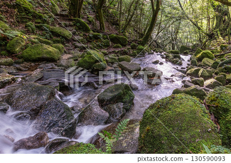 Mossy forest and valley, Shiratani Unsuikyo Gorge, Yakushima (Summer) Mossy forest and valley, Shiratani Unsuikyo Gorge, Yakushima (Summer) 130590093
