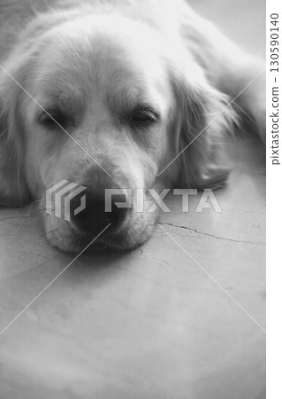 Golden retriever lying peacefully Golden retriever lying peacefully 130590140