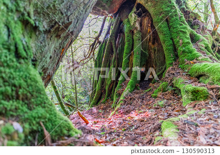The most beautiful moss forest in Japan: Yakushima Shiratani Unsuikyo Gorge (Summer) The most beautiful moss forest in Japan: Yakushima Shiratani Unsuikyo Gorge (Summer) 130590313