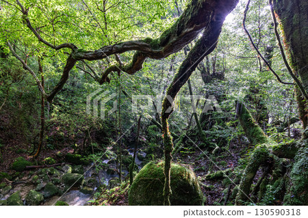 陽光透過樹梢，屋久島白谷雲水峽（夏季） 130590318