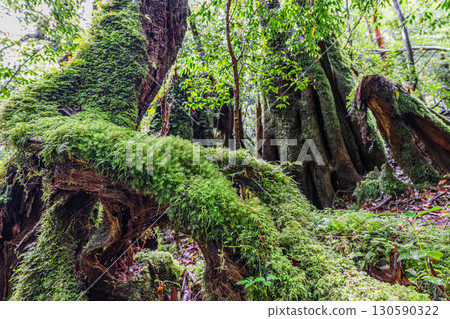 The most beautiful moss forest in Japan: Yakushima Shiratani Unsuikyo Gorge (Summer) 130590322