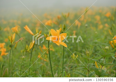 霧峰高原的黃花菜群落,在薄霧中盛開 霧峰高原的黃花菜群落,在薄霧中盛開 130590356