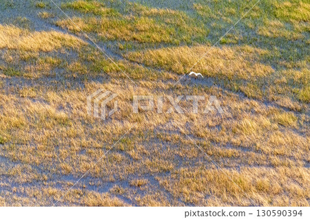 Cattle Egret flying over the Okavango Cattle Egret flying over the Okavango 130590394