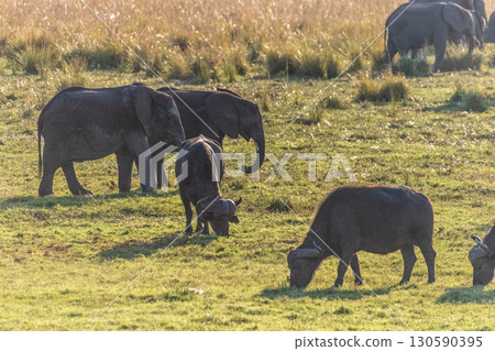African Elephant in Chobe National Park 130590395