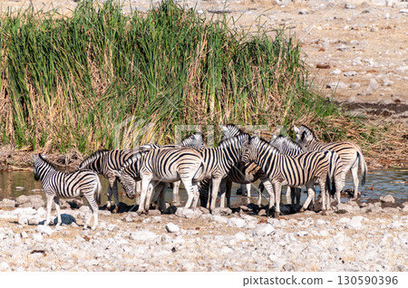 Zebras in Etosha Zebras in Etosha 130590396