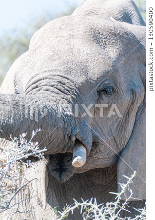 Close-up of an Elephant Close-up of an Elephant 130590400