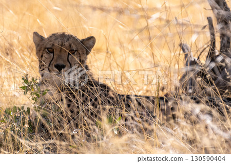 Cheetah hiding in the bushes Cheetah hiding in the bushes 130590404