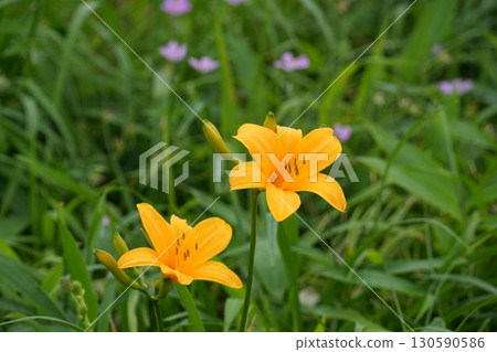 Daylily flowers blooming in the grasslands of Kirigamine Ver.1 Daylily flowers blooming in the grasslands of Kirigamine Ver.1 130590586