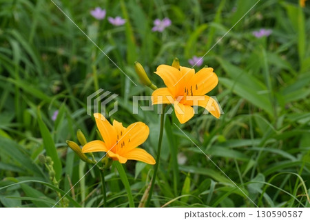 Daylily flowers blooming in the grasslands of Kirigamine Ver.2 Daylily flowers blooming in the grasslands of Kirigamine Ver.2 130590587