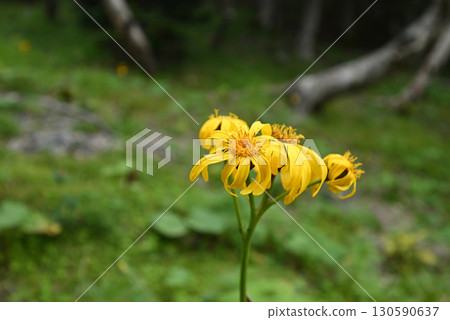 Climbing Mount Senjogatake, Yamanashi Prefecture Climbing Mount Senjogatake, Yamanashi Prefecture 130590637