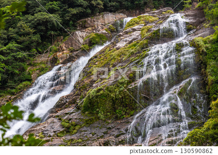 Elegant Okawa Falls, one of Japan's top 100 waterfalls, Yakushima National Park (Summer) Elegant Okawa Falls, one of Japan's top 100 waterfalls, Yakushima National Park (Summer) 130590862