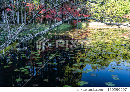 Autumn leaves reflected on the water 130590907