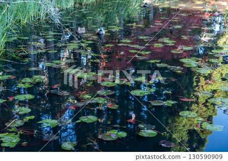 Autumn leaves reflected on the water 130590909