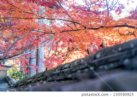 Landscape with autumn leaves 130590925