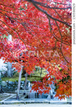 Bright red autumn leaves and a water basin Bright red autumn leaves and a water basin 130590929
