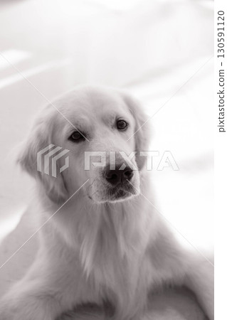 A gentle-looking golden retriever 130591120