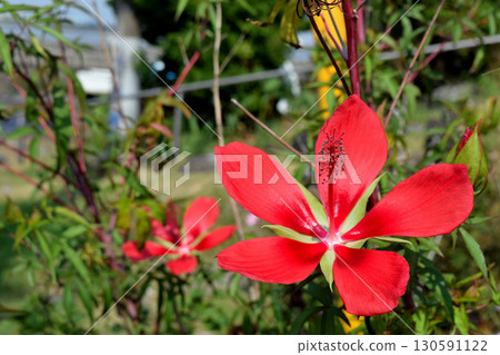 Momijia oi Momijia oi 130591122