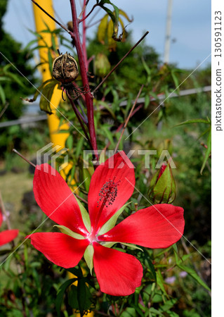 Momijia oi Momijia oi 130591123