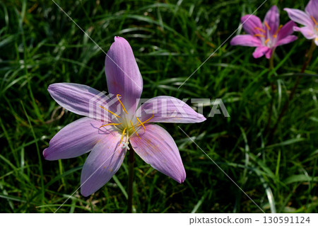 Saffron Moddoki Saffron Moddoki 130591124