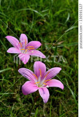Saffron Moddoki Saffron Moddoki 130591127