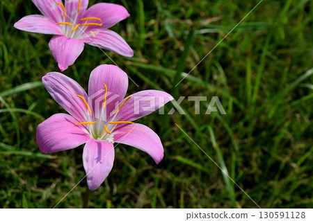 Saffron Moddoki 130591128