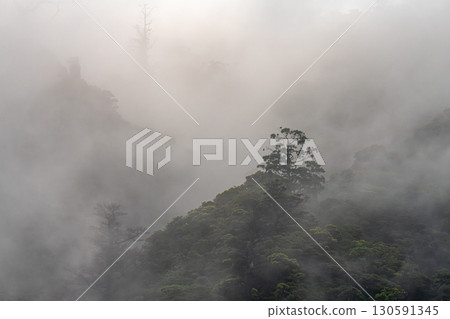 世界自然遺產屋久島的夏日風景，宛如水彩畫中的森林 130591345