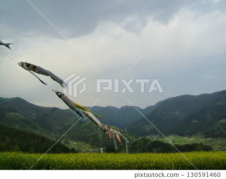 Koinobori and rape field Koinobori and rape field 130591460