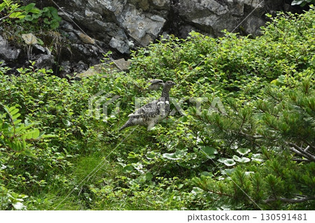Ptarmigan, Mt. Senjogatake, Yamanashi Prefecture 130591481