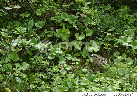 Ptarmigan, Mt. Senjogatake, Yamanashi Prefecture Ptarmigan, Mt. Senjogatake, Yamanashi Prefecture 130591484