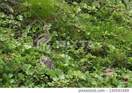 Ptarmigan, Mt. Senjogatake, Yamanashi Prefecture Ptarmigan, Mt. Senjogatake, Yamanashi Prefecture 130591489