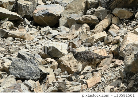 Ptarmigan, Mt. Senjogatake, Yamanashi Prefecture Ptarmigan, Mt. Senjogatake, Yamanashi Prefecture 130591501