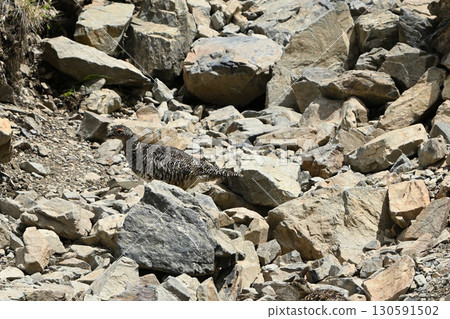 Ptarmigan, Mt. Senjogatake, Yamanashi Prefecture 130591502