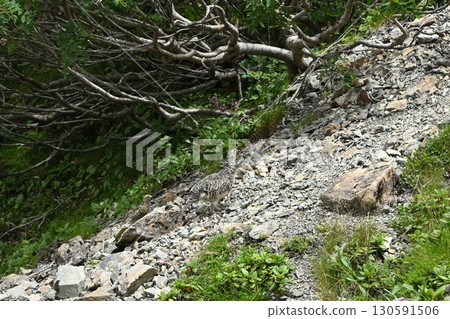 Ptarmigan, Mt. Senjogatake, Yamanashi Prefecture Ptarmigan, Mt. Senjogatake, Yamanashi Prefecture 130591506