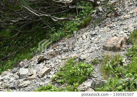 Ptarmigan, Mt. Senjogatake, Yamanashi Prefecture Ptarmigan, Mt. Senjogatake, Yamanashi Prefecture 130591507