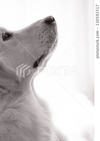 黃金獵犬側面肖像 130591517