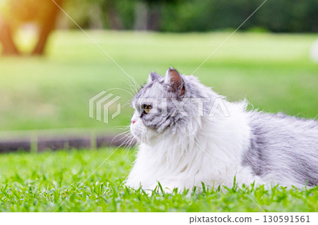 Cutest cat on green grass in public park Cutest cat on green grass in public park 130591561