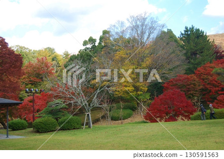 春日野國際論壇花園的紅葉 春日野國際論壇花園的紅葉 130591563
