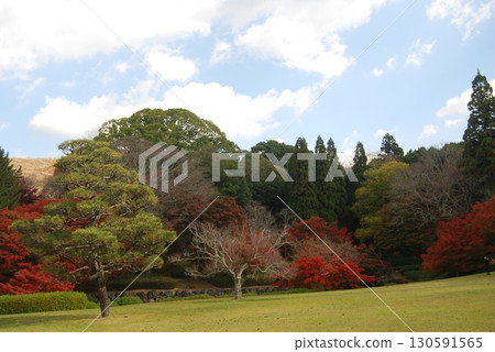 春日野國際論壇花園的紅葉 春日野國際論壇花園的紅葉 130591565