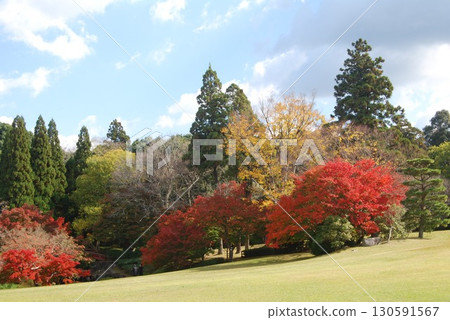 春日野國際論壇花園的紅葉 130591567