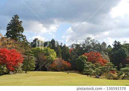 春日野國際論壇花園的紅葉 春日野國際論壇花園的紅葉 130591570