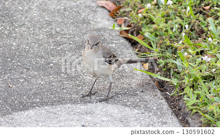 A mockingbird on the ground 130591602