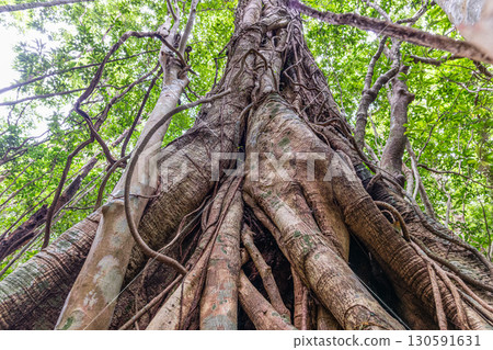 屋久島世界自然遺產的夏天：赤穗大樹 130591631