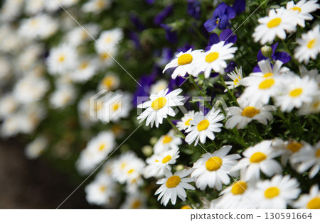 White margaret flowers blooming in a flowerbed White margaret flowers blooming in a flowerbed 130591664