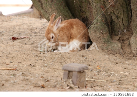 正在梳理毛髮的兔子(石川縣加賀市月兔之裡) 正在梳理毛髮的兔子(石川縣加賀市月兔之裡) 130591698