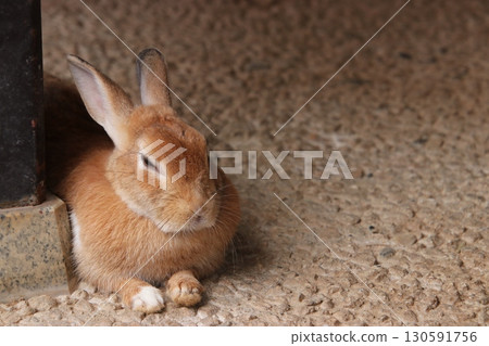 悠閒的兔子（石川縣加賀市月兔之裡） 130591756