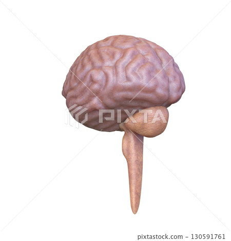 Brains 130591761