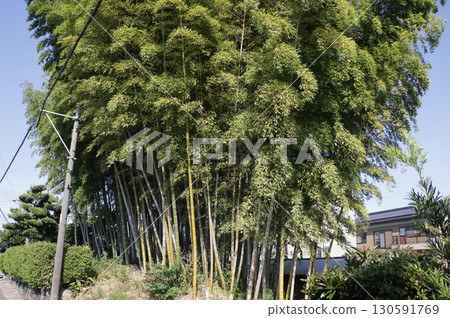 里山竹林殘跡 里山竹林殘跡 130591769