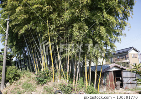 里山竹林殘跡 130591770