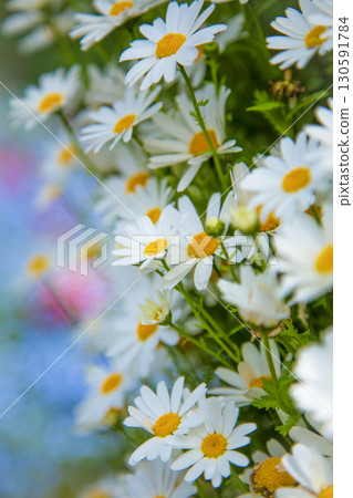 White Margaret White Margaret 130591784